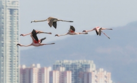Flamingi na tle Mumbaju